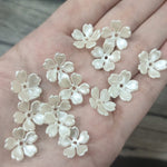 Five petal white flowers
